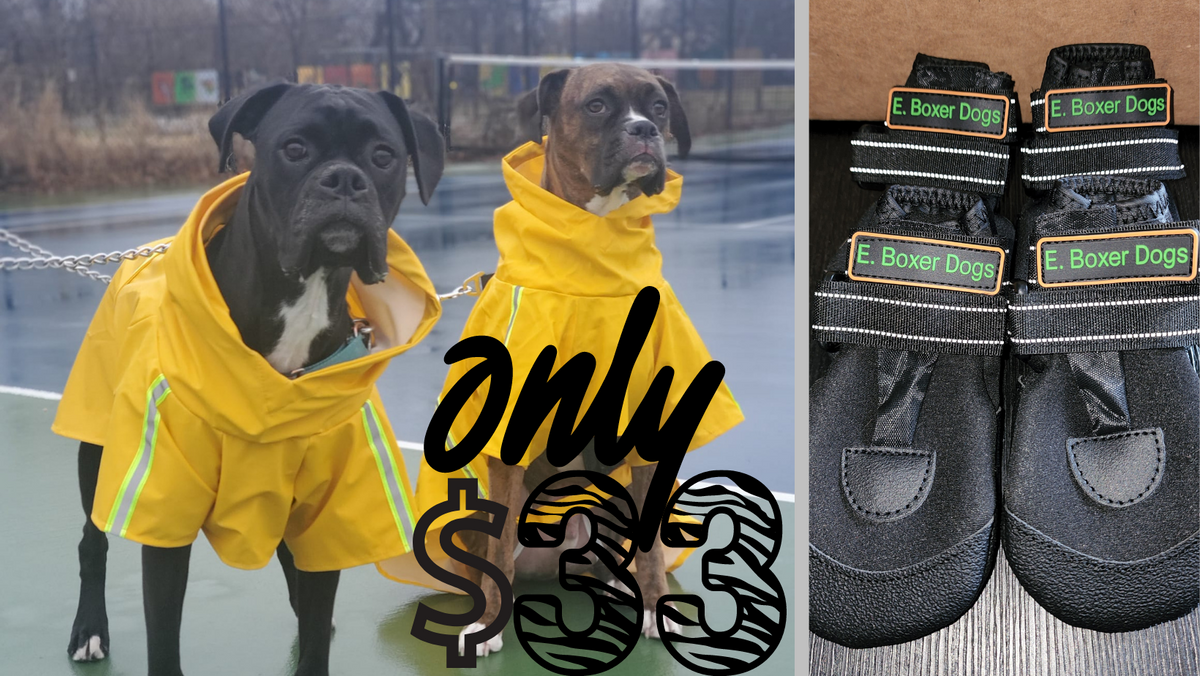 Boxer raincoat new arrivals