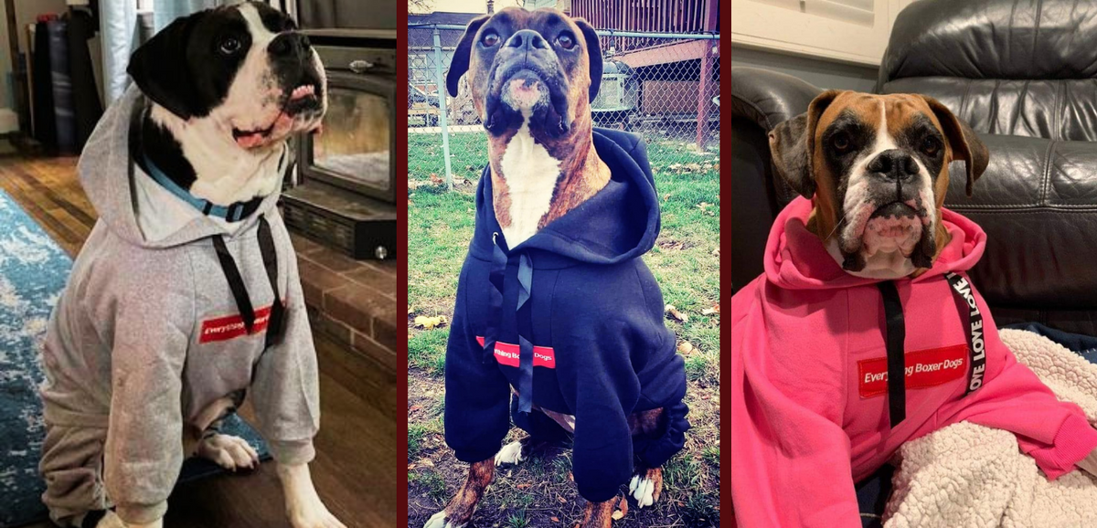 Boxer sales dog clothes