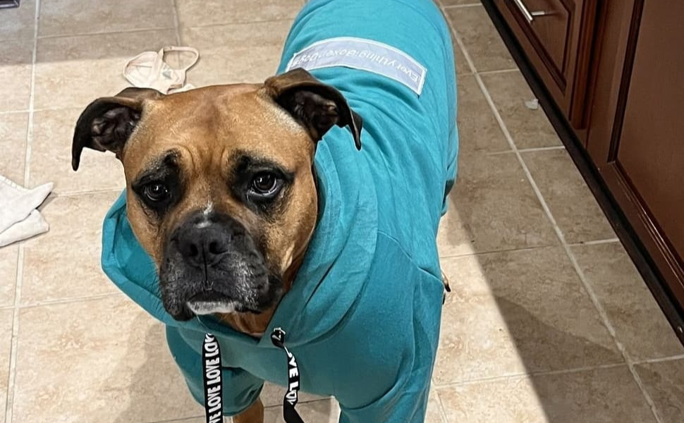 Boxer 2025 dog raincoat
