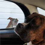 Boxer Animated Vinyl Sticker