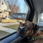 Boxer Animated Vinyl Sticker