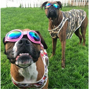 Boxer Sunglasses