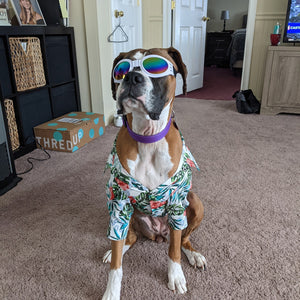 Boxer Hawaiian Shirt