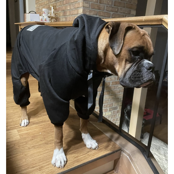 Best dog sweaters for boxers best sale