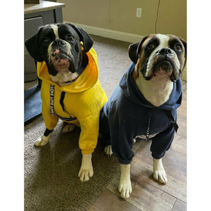 The Boxer Blazing Yellow Sweatsuit Edition
