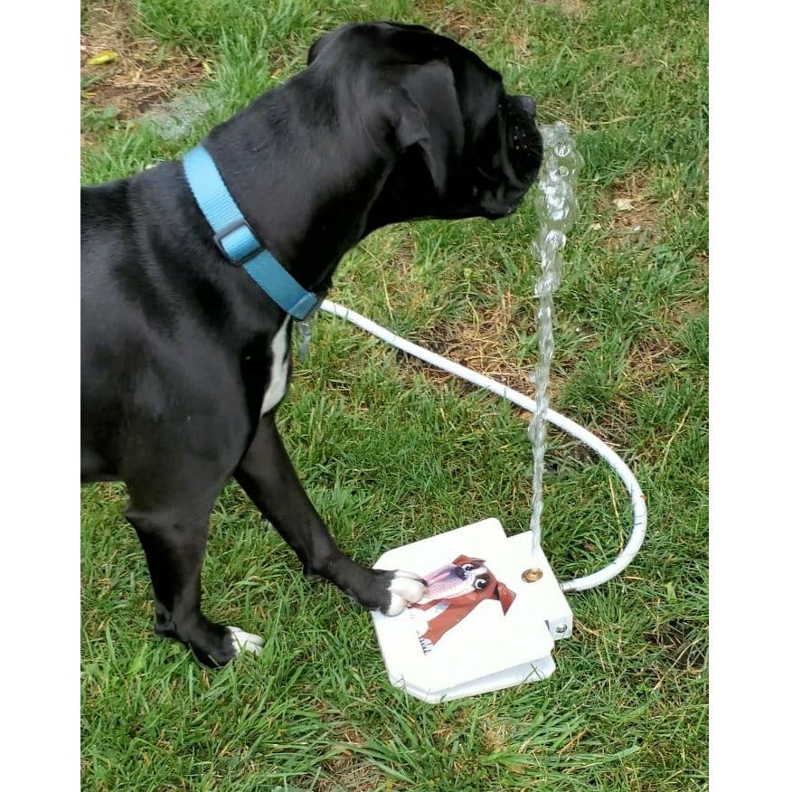Boxer Summer Fountain