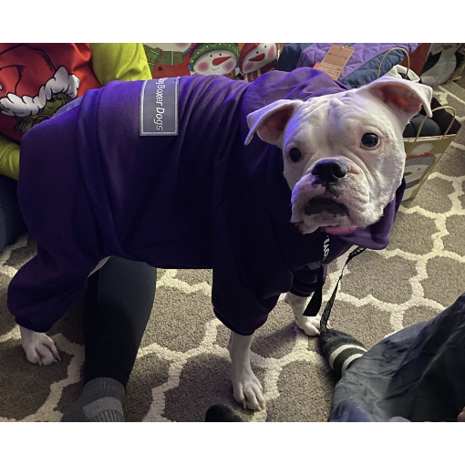 The Boxer Poppin' Purple Sweatsuit 2.0