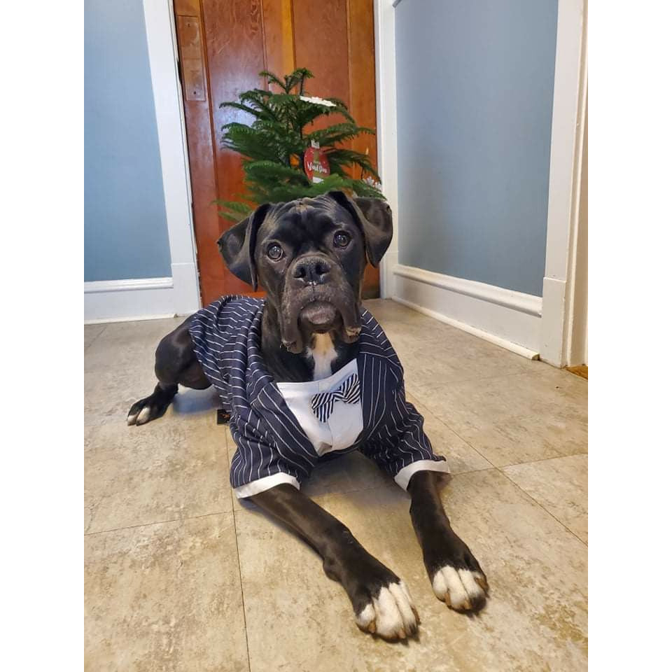 The Boxer Holiday Tuxedo